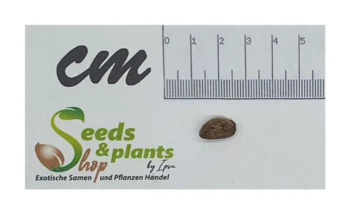 1x Rollinia exsucca (Annona exsucca) Baum Garten Pflanzen – Samen ID1031