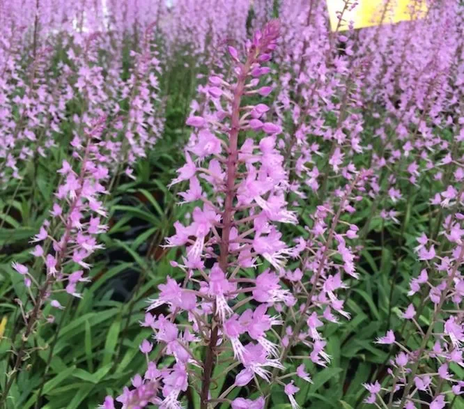 1x Stenoglottis longifolia Multiflower Schmuckblatt Orchidee OW272