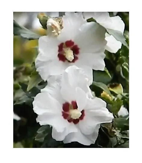 1x Straucheibisch Red Heart Hibiskus Topf Garten – Pflanzen K-P323