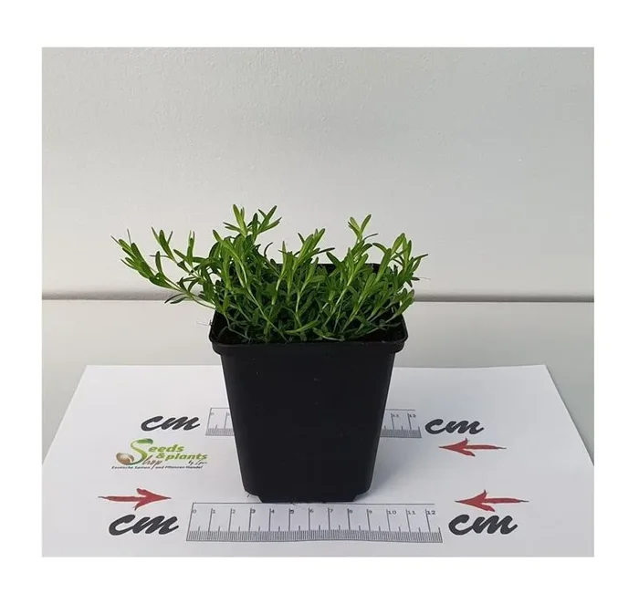 1x Weiße Heidenelke Dianthus deltoides Albiflorus – Pflanzen K-P31