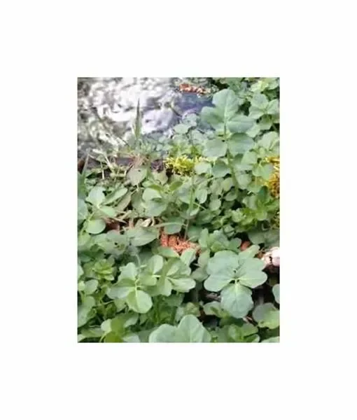2 g Brunnenkresse Wasserkresse Garten Pflanzen – Samen F-S179