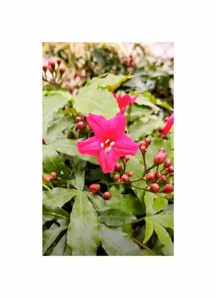 2 g Federwinde Garten Pflanzen – Samen F-S569