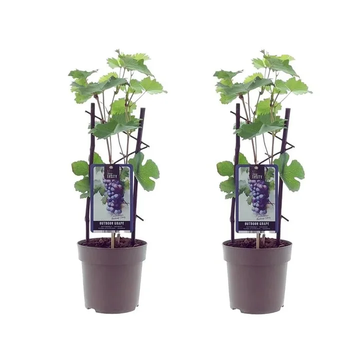 2 Stück Rote Tafeltraube ‚Boskoop Glory‘ (Vitis vinifera) – Winterharte Weinrebe, 30–50 cm inkl. Topf, aromatische Trauben für Garten & Terrasse