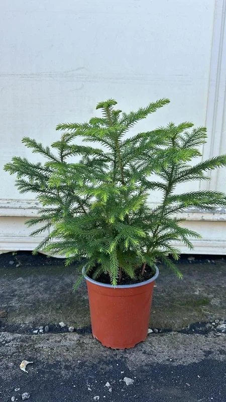 2 Stück Zimmertanne Araucaria Hawaii 50-70 cm – Exotische Zimmerpflanze – Dein grüner Blickfang im Wohnzimmer