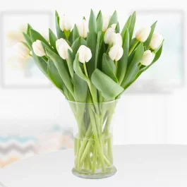 20 Weiße Tulpen