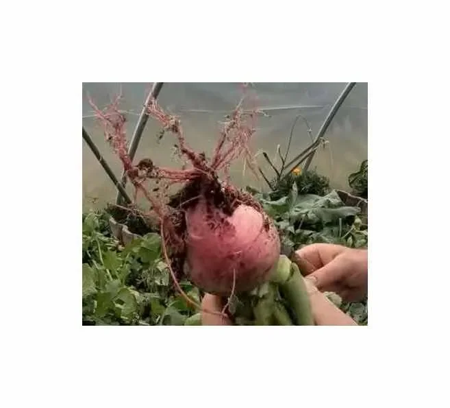 200 Korn Rettich Blauer Herbst u. Winter Garten Pflanzen – Samen F-S305