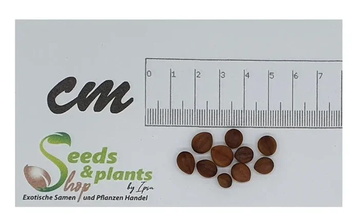 20x Cassia roxburghii Rote Kassie Baum Garten Pflanzen – Samen ID79