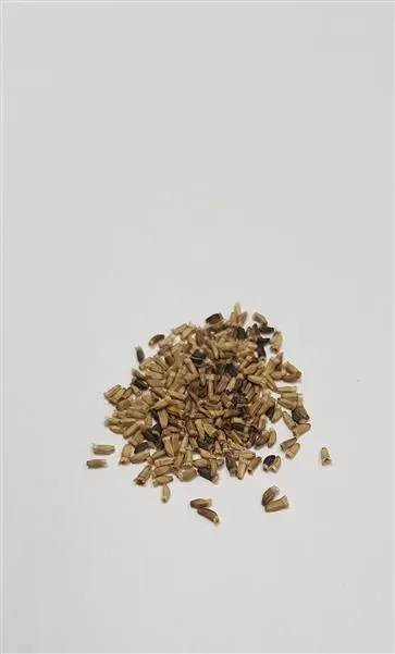20x Endivie Eminence – Endivie Samen Gemüse KS567