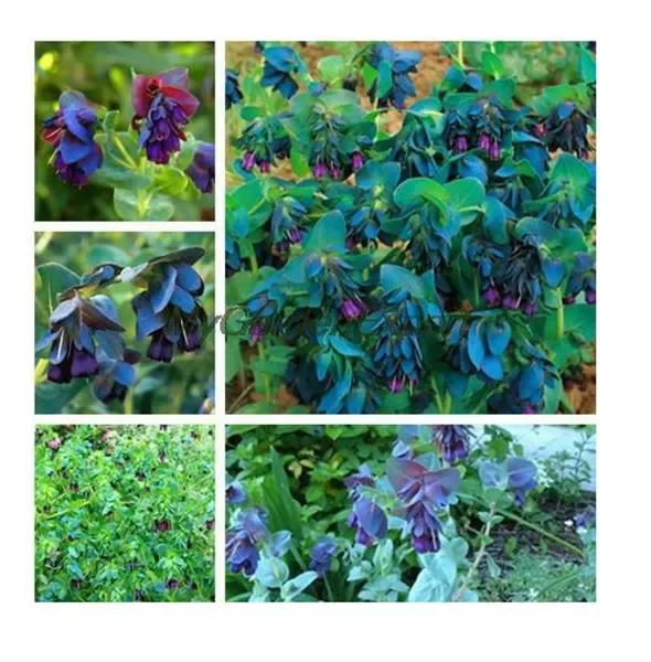20x Purpurascens Pride Gibraltar Lila Pflanzen – Samen A36