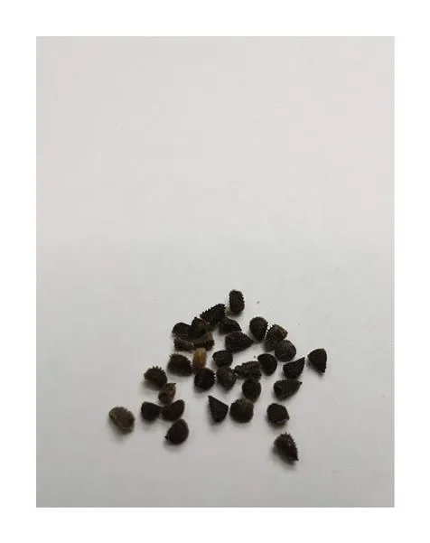 20x Riesen Delphinium cultorums Weiß Rittersporn Pflanzen – Samen A292
