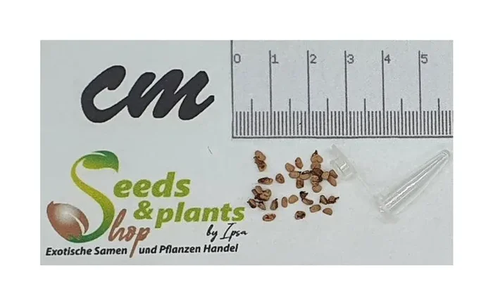 20x Rubus glaucus Anden Brombeere Obst Garten Pflanzen – Samen B1332