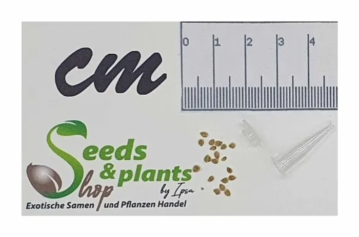 20x Tomate Cherry Gold Nugget süß würzig fest Pflanzen – Samen B381