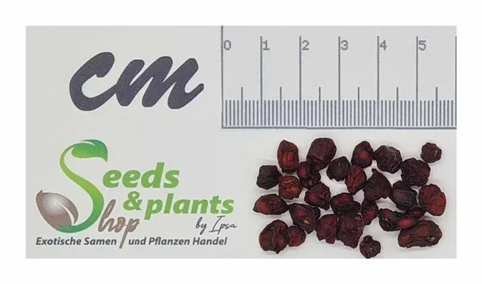 20x Wu Wei Zi Beere Schisandra chinensis Beerentraube Samen A421