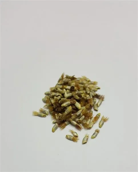 220x Kornblume doppelblumig gemischt Blumen Garten Pflanzen – Samen K307