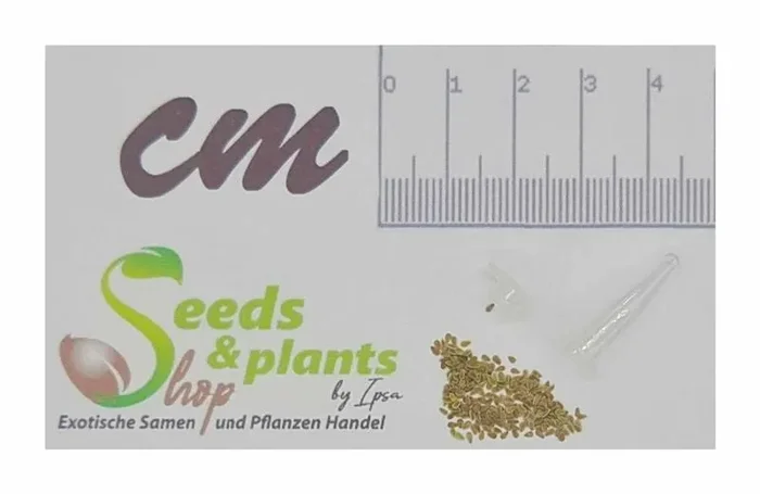 250x Bellis Pomponette rosa Garten Pflanzen – Samen F-S531