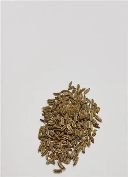 25x Fenchel, Finale EKO- Fenchel Samen Gemüse KS497