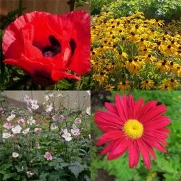 28 Stück Stauden Pflanzen (Großer Beetstauden) Mix 2