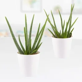 2er Set – Aloe Vera + gratis Töpfe | 30 – 35 cm | ø 14 cm