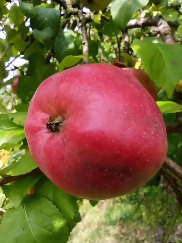 2er Set Malus ‚Florina & Holsteiner Cox‘