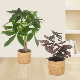 2er-Set Pachira & Calathea | +/- 50-70 cm | ø 14-17 cm