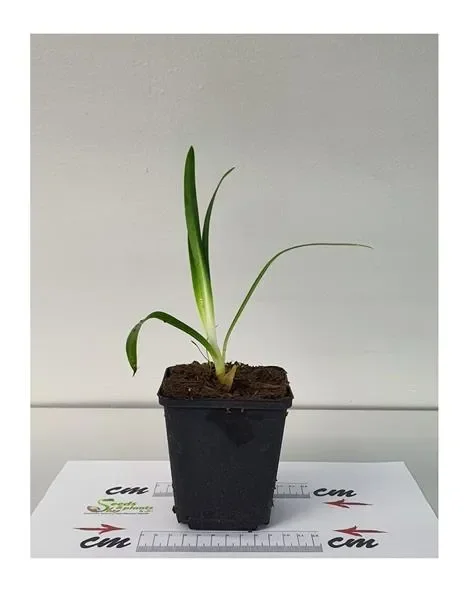 2x Agapanthus weiß Schmucklilie Topf Garten – Pflanzen K-P82