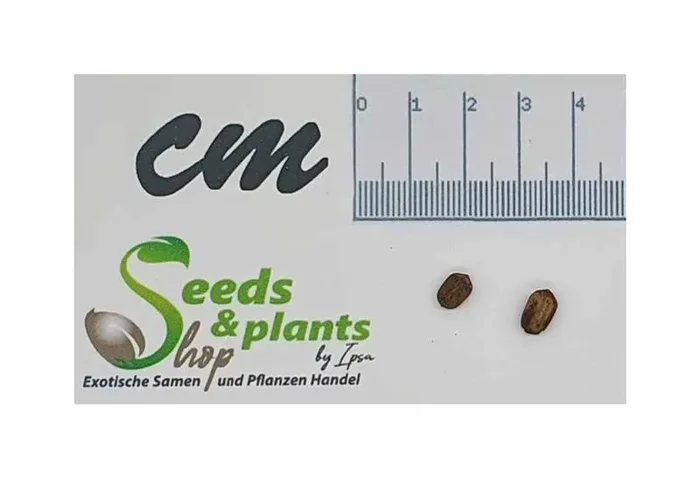 2x Jatropha ellenbeckii Ellenbecks Purgiernuss blühende Pflanzen – Samen ID1701