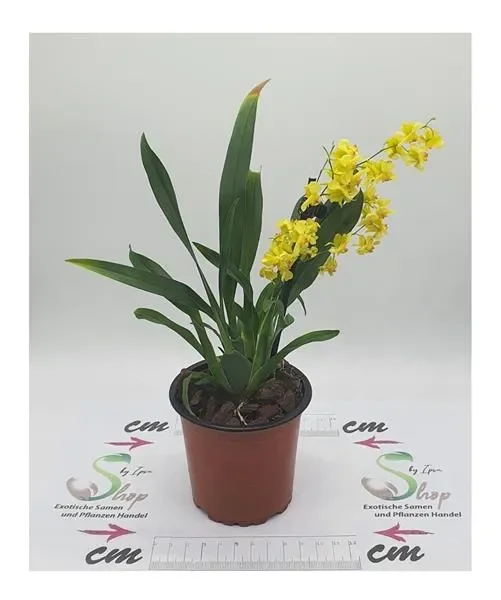 2x Oncidium Tiny Twinkle Gold Dust Orchideen Zimmer – Pflanzen OWD156