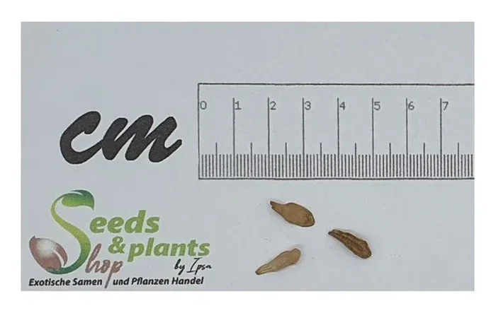 2x Pachypodium lealii Flaschenbaum Caudex Garten Pflanzen – Samen B19