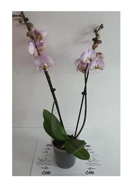 2x Phalaenopsis Hybride Zimmer Pflanzen – Orchideen OWD231