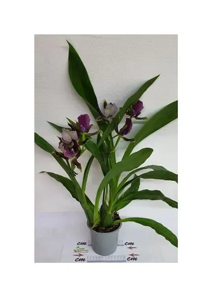 2x Zygopetalum Rhein Harlekin Select Zimmer Pflanzen – Orchideen OWD279