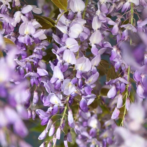 3 Stück Wisteria sinensis Prolific 25-50 cm Chinesischer Blauregen – Kletterpflanze