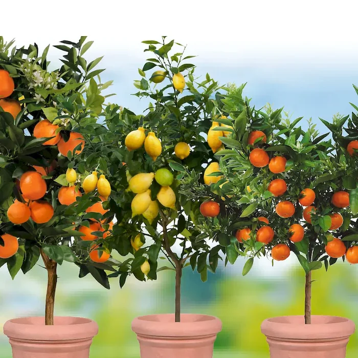 3 x Zitrusbäume – Orange, Zitrone, Mandarine Bestellnummer 6630513