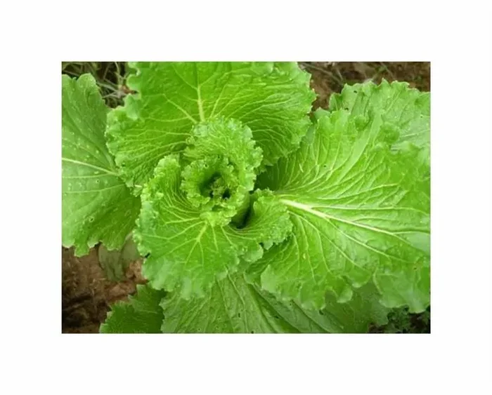 300 Korn Chinakohl Granaat Garten Pflanzen – Samen F-S40