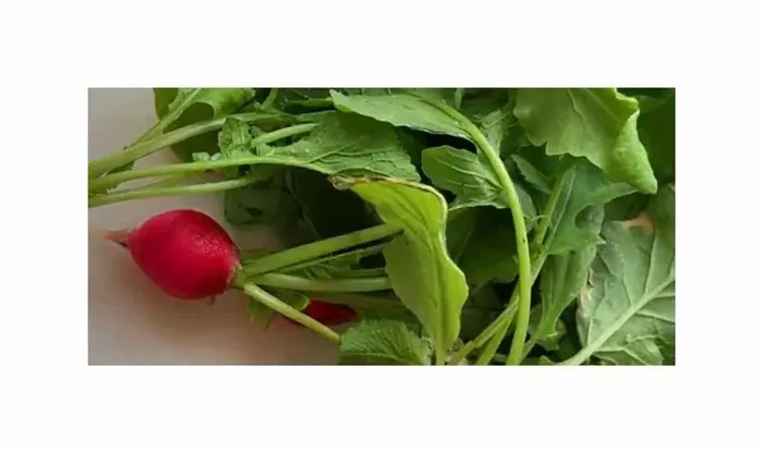 300 Pillen Radies Pillensaat Saxa Garten Pflanzen – Samen F-S295
