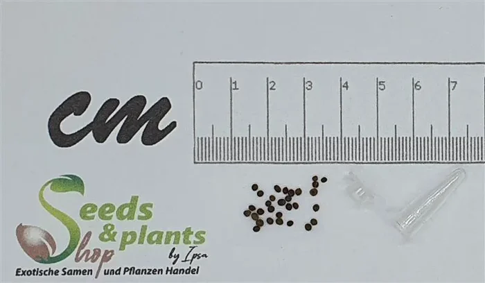 30x Eschscholzia californica Alba Mohn Garten Pflanzen – Samen B1437