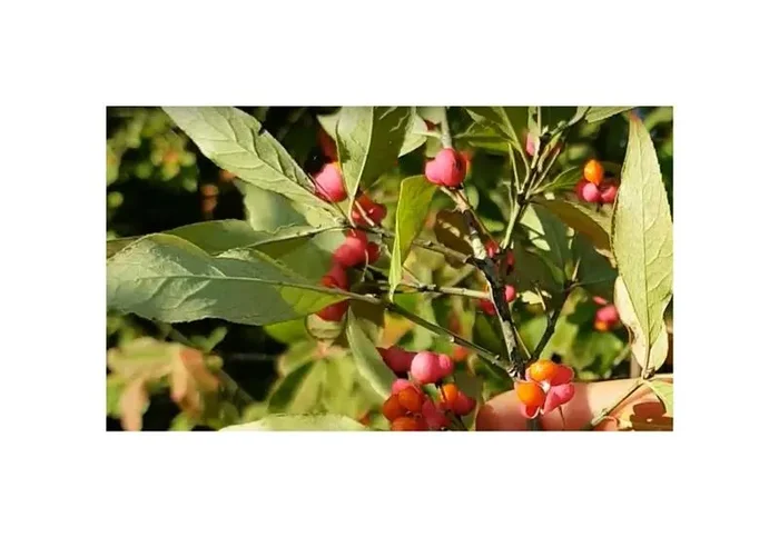30x Euonymus europaeus Pfaffenhütchen Garten Pflanzen – Samen ID1316