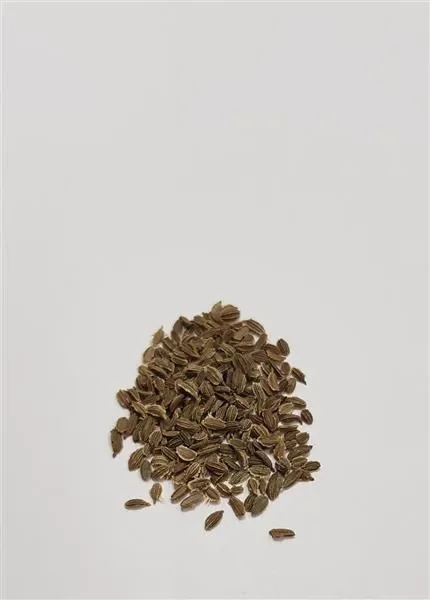 350x Karotte Resistafly F1 Daucus carota Gemüse Pflanzen – Samen K526