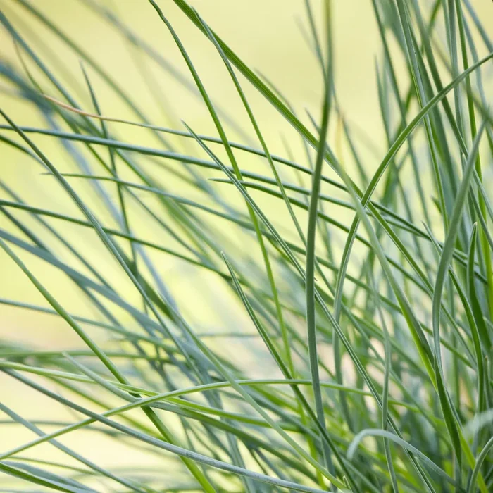 3er-Set Blauschwingel, Festuca glauca ‚Compact Blue‘, 10,5 cm Topf