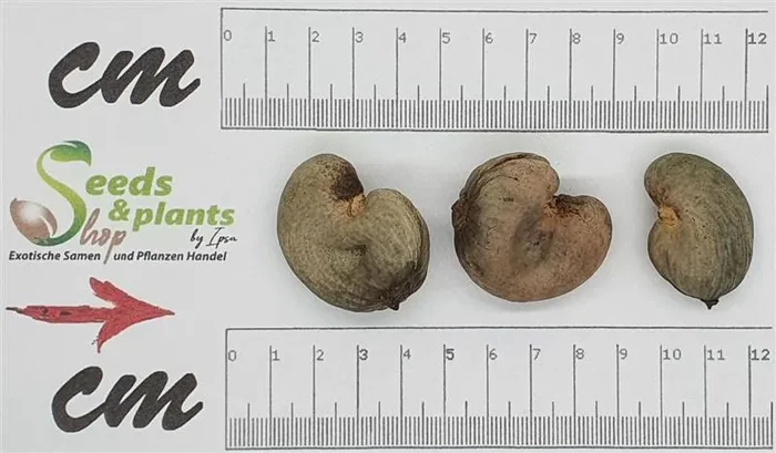 3x Anacardium occidentale Cashew Baum Pflanzen – Samen ID239