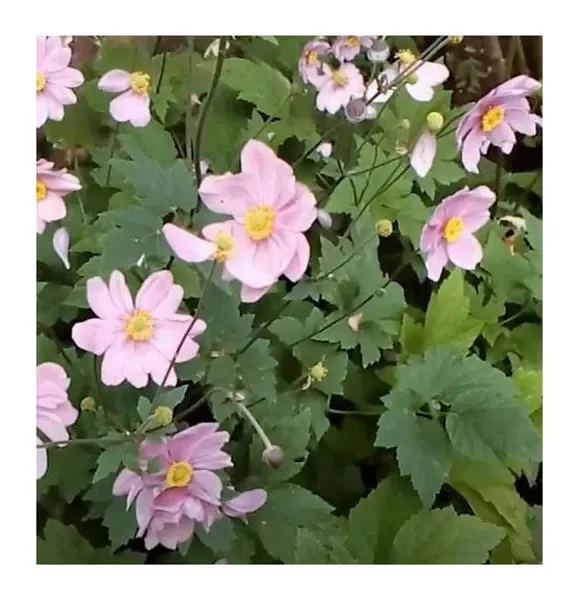 3x Anemone hybrida Königin Charlotte Herbstanemone – Pflanzen K-P200