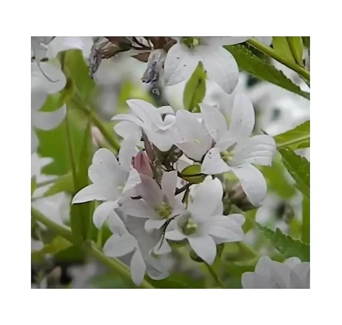 3x Campanula Lactiflora Loddon Anna Strauch Garten – Pflanzen K-P489