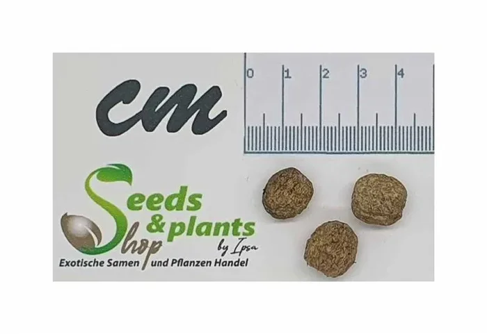 3x Cryosophila guagara – Guágara – Palme Zierpflanze Pflanzen – Samen ID1754
