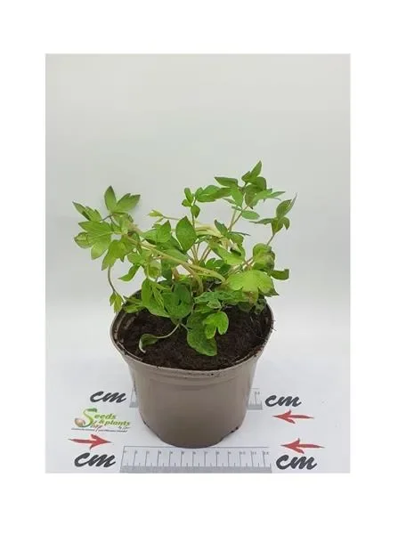 3x Dicentra Spectabilis Tränendes Herz Topf Garten – Pflanzen K-P96