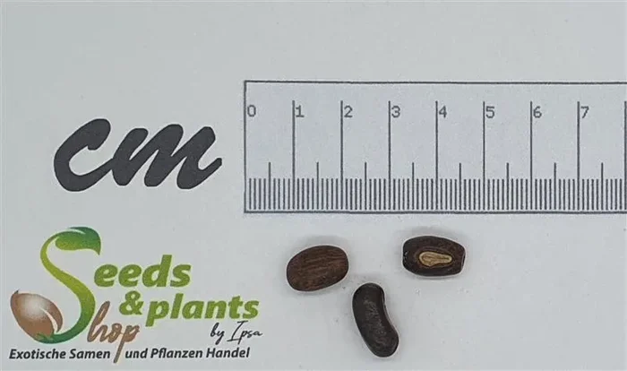 3x Erythrina crista-galli Korallenstrauch Pflanzen – Samen ID208