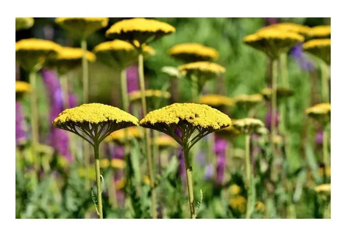 3x Goldgarbe Cloth of Gold Achillea Stauden Topf Garten – Pflanzen K-P369