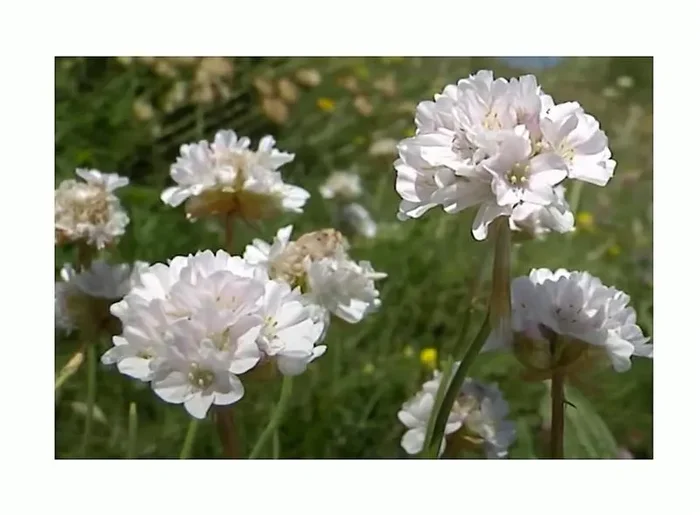 3x Grasnelke Alba Armeria Maritima Ziergras Garten – Pflanzen K-P222