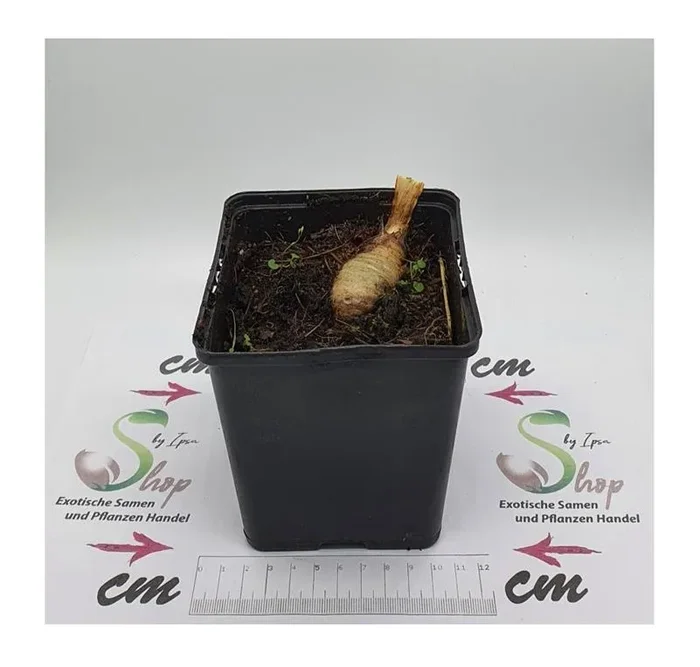 3x Iris germanica Red Zinger Schwertlilie Topf Garten – Pflanzen K-P37
