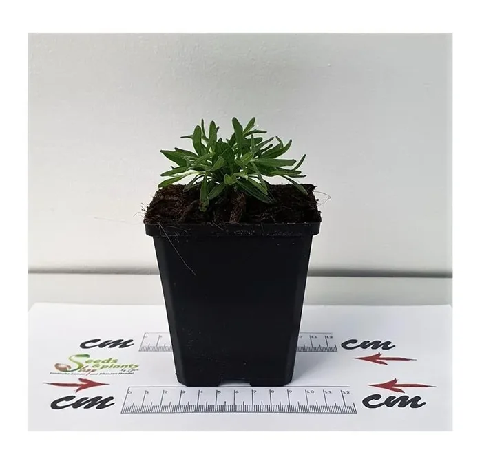 3x Lavendel Munstead Lavandula Angustifolia Topf Garten – Pflanzen K-P61
