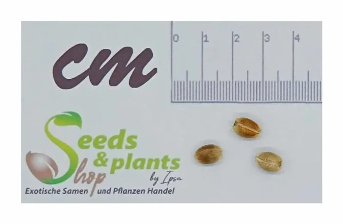 3x Leucospermum patersonii Nadelkissen Strauch Pflanzen – Samen B2333