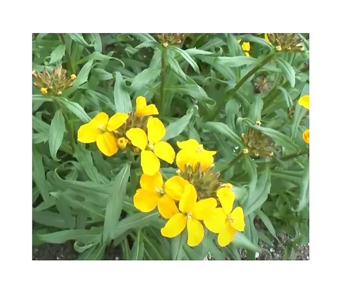 3x Mauerblume Yellow Bird Mauerblume Erysimum Garten – Pflanzen K-P270